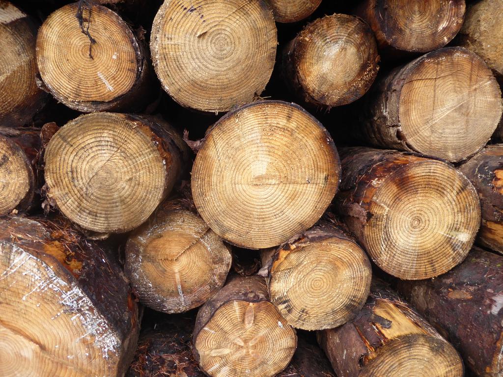 Sitka spruce saw logs, roadside