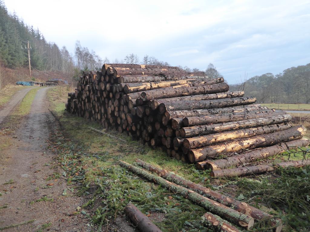 Sitka spruce saw logs, roadside