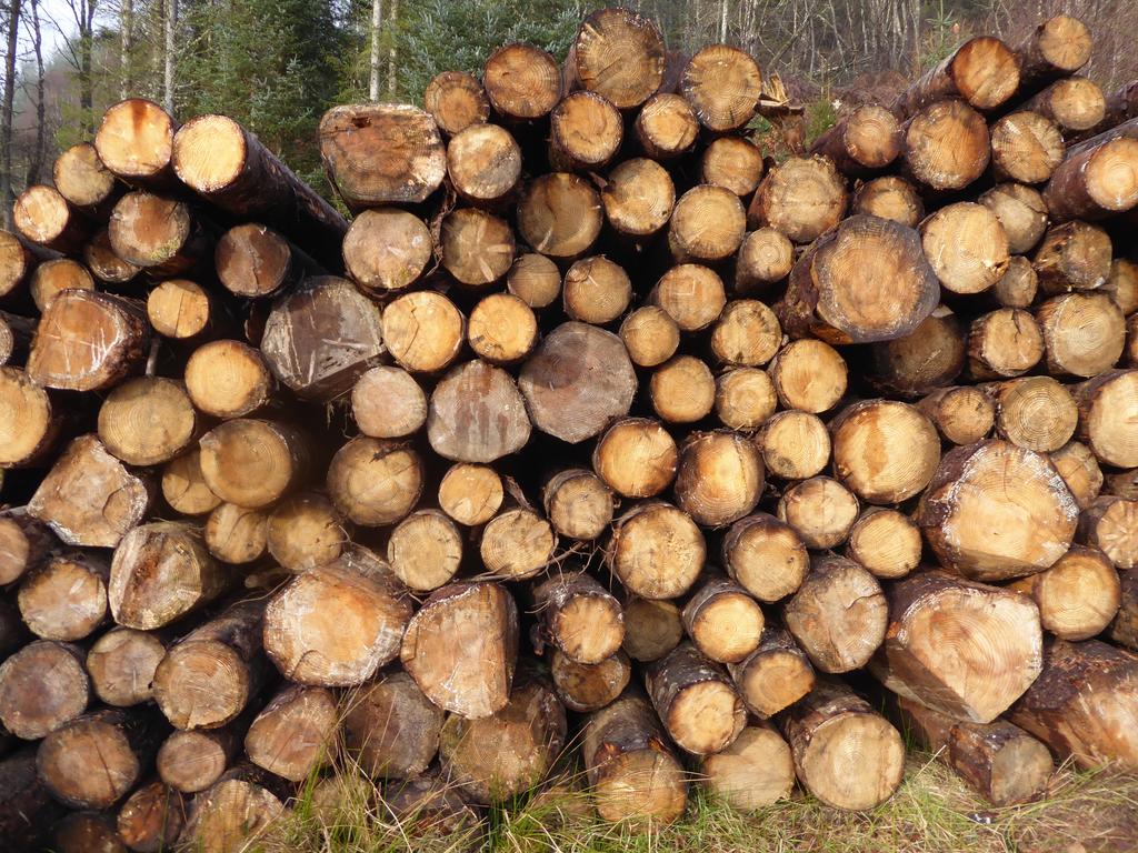 Sitka spruce saw logs, roadside