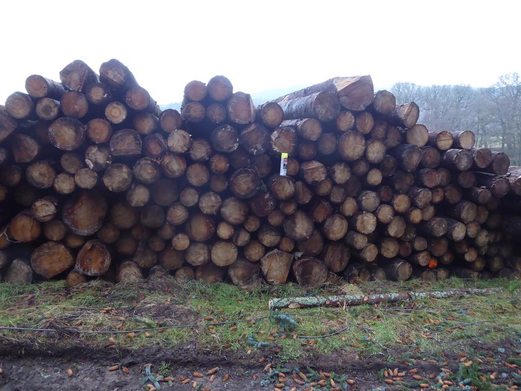 Sitka spruce saw logs, roadside