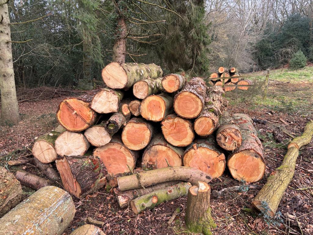 50 logs available for collection, consisting of a mix of Beech and Douglas Fir