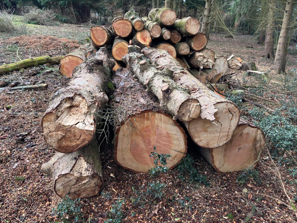 50 logs available for collection, consisting of a mix of Beech and Douglas Fir