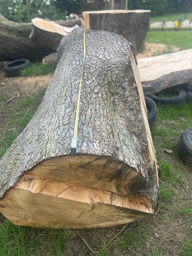 2025 FELLED CEDAR OF LEBANON - LARGE TRUNKS, SLABS AND LOGS FOR SALE