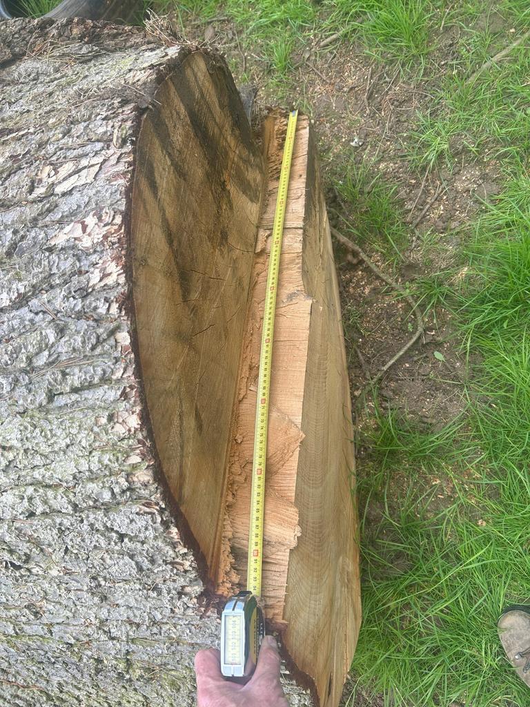 2025 FELLED CEDAR OF LEBANON - LARGE TRUNKS, SLABS AND LOGS FOR SALE