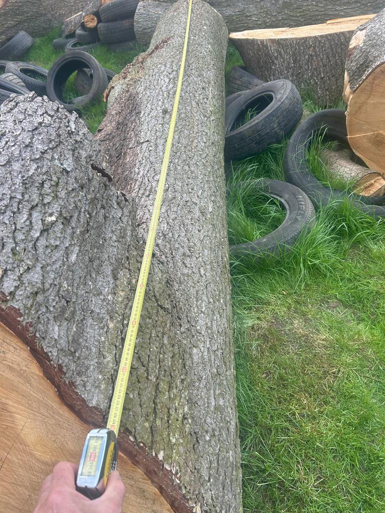 2025 FELLED CEDAR OF LEBANON - LARGE TRUNKS, SLABS AND LOGS FOR SALE