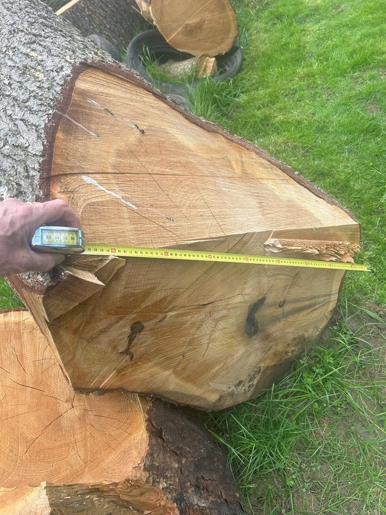 2025 FELLED CEDAR OF LEBANON - LARGE TRUNKS, SLABS AND LOGS FOR SALE
