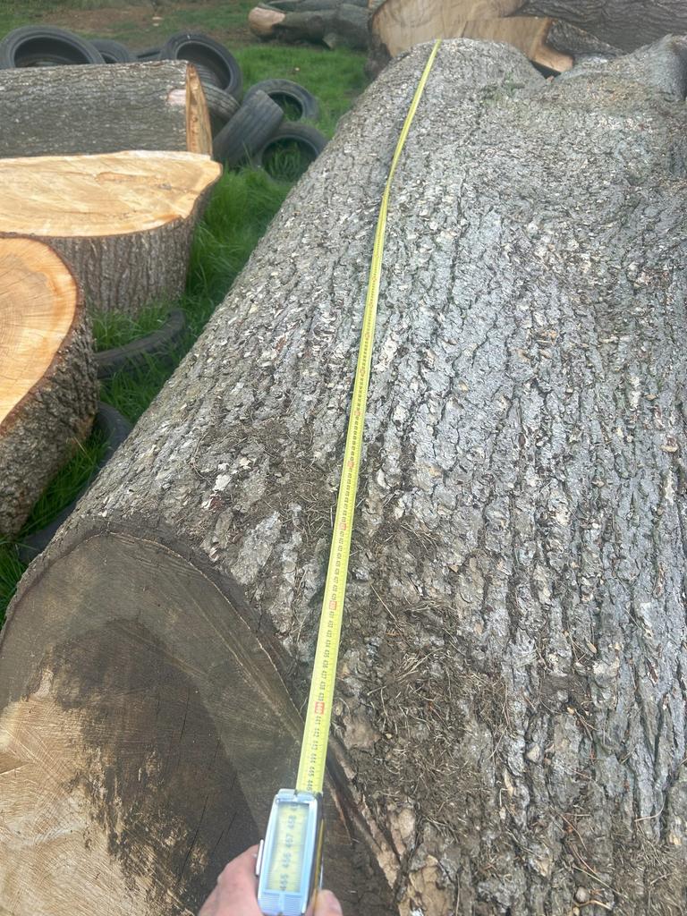 2025 FELLED CEDAR OF LEBANON - LARGE TRUNKS, SLABS AND LOGS FOR SALE