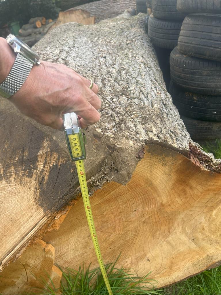 2025 FELLED CEDAR OF LEBANON - LARGE TRUNKS, SLABS AND LOGS FOR SALE