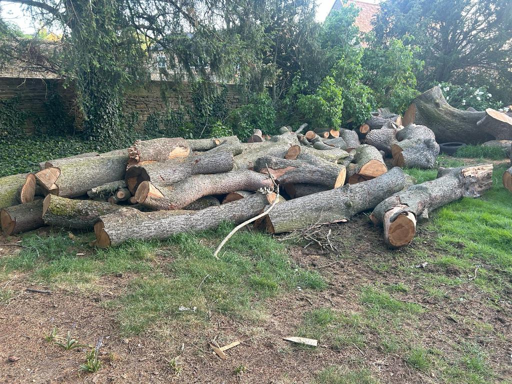 2025 FELLED CEDAR OF LEBANON - LARGE TRUNKS, SLABS AND LOGS FOR SALE