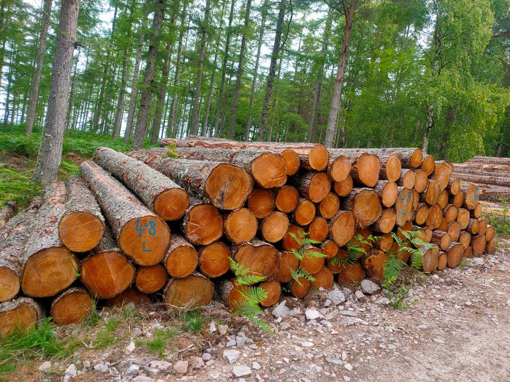 Quarrywood Larch and Scots Pine Logs