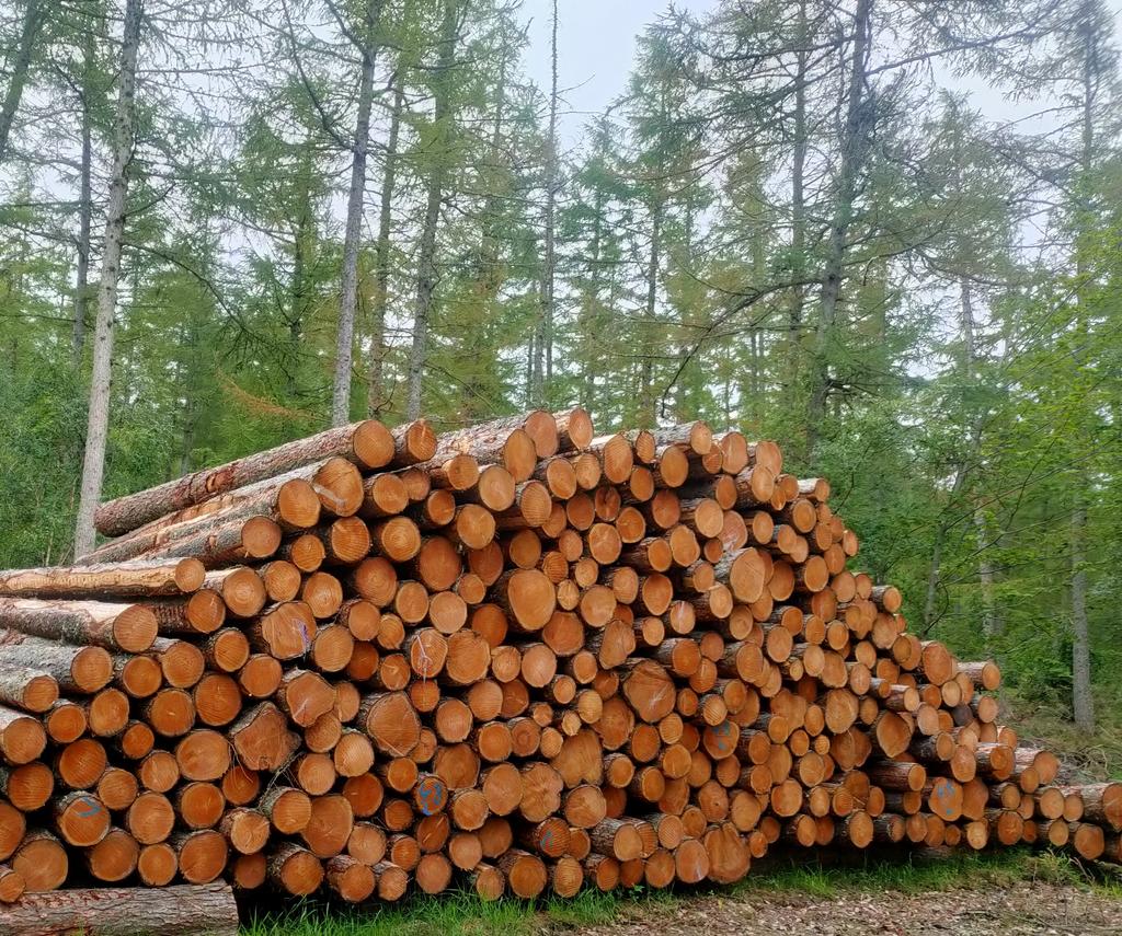 Quarrywood Larch and Scots Pine Logs