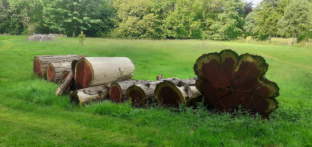 Wellingtonia logs