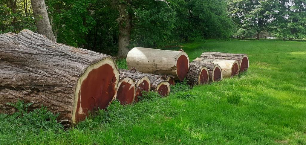 Wellingtonia logs