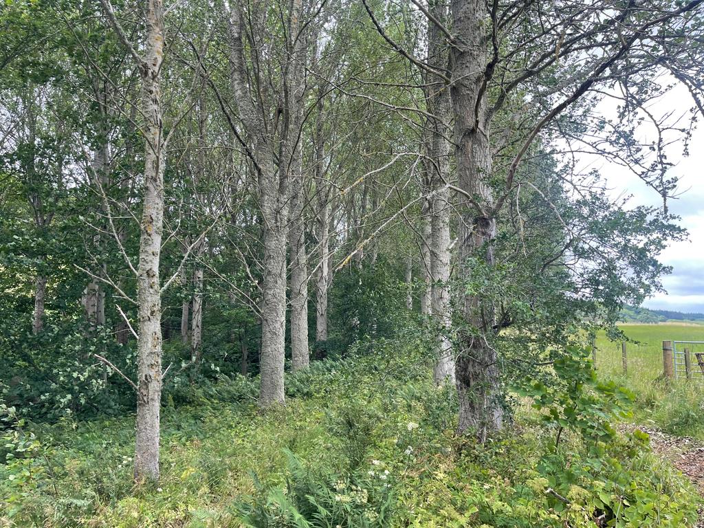 Poplar logs