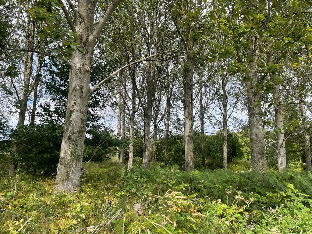 Poplar logs