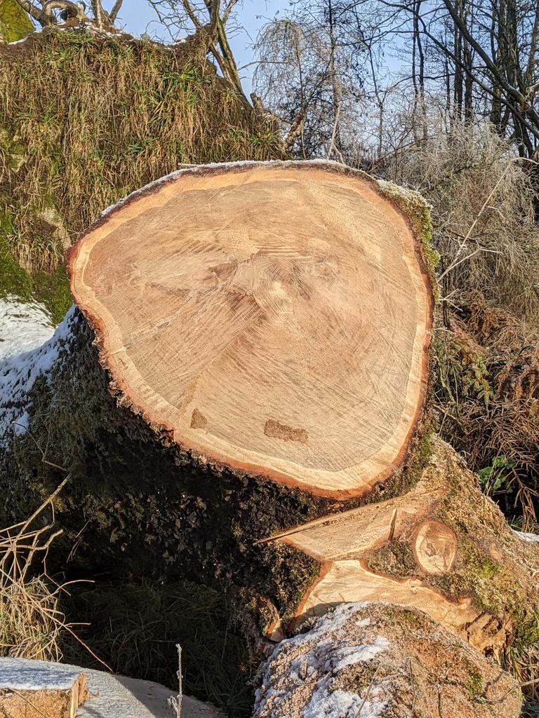 Oak tree trunk for planking?